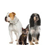 Pet Collage