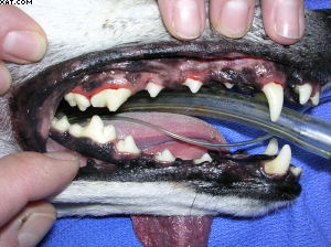 Teeth Clean!