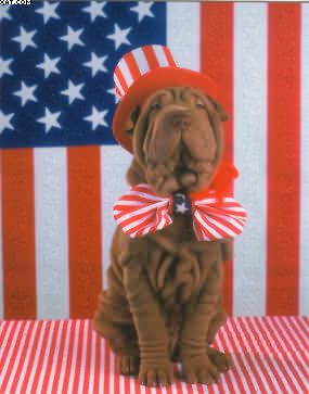 Patriotic Shar Pei